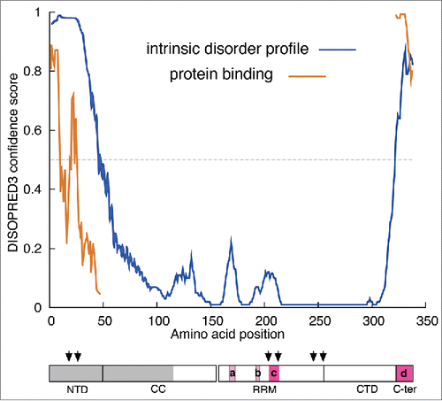 Figure 4. Intrinsic disorder profile of ORF1p The profiles of intrinsically disordered sequence and potential protein binding surface were generated by DISOPRED3. The cartoon showing the monomer domains is the same as that in Figure 1A, annotated as follows: The gray box indicates the region of the protein that had been deleted prior to expression in E. coli.Citation25 The mauve and red boxes indicate the amino acids missing from the X-ray structure in the 2yko PDB file – (a), positions 167–172, monomer B; (b), 191–193, and 190–194, monomers A and B respectively; (c), 204–210, 204–210, 203–212 monomers A, B, and C respectively; (d), 323–338, monomers A, B, and C.