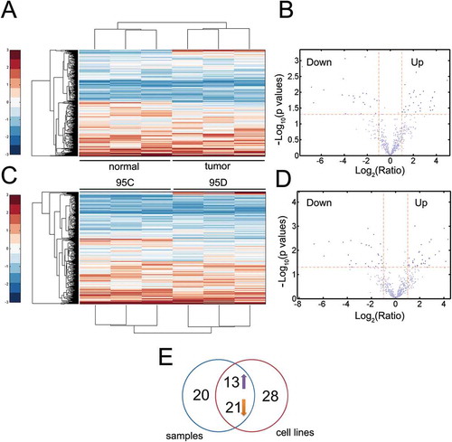 Figure 1. The lncRNA LSINCT5 is associated with malignancy in NSCLC. (A) Heatmap for lncRNA expressions in paired tumor and normal adjacent samples. Samples were shown in columns and lncRNAs were in rows. (B) Volcano plot to filter out significantly expressed lncRNAs for (A). The horizontal red line denotes P = 0.05, while the vertical red curve represents FC = 2. (C) LncRNA profiling for 95C and 95D cells. (B) Volcano plot to identify significantly expressed lncRNAs for (C). (E) Venn diagram indicating consistently upregulated (n = 13) or downregulated (n = 21) lncRNAs in both microarray data