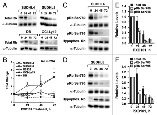 Figure 5. PXD101 treatment induces loss of Rb protein and Rb phosphorylation. (A and B) The cell lines shown were treated with PXD101 for up to 72 h. (A) Whole cell extracts were subjected to western blotting with antibodies against total Rb protein or α-tubulin. (B) Total RNA was extracted from cells and used to measure levels of Rb mRNA by RT-qPCR. (C and D) Whole cell extracts from PXD101-treated SUDHL4 (C) or SUDHL8 (D) cells were subjected to western blotting with antibodies against Rb phosphorylated at either Ser780 or Ser795, hypophosphorylated Rb, or α-tubulin. (E and F) Levels of total Rb, pRb Ser780, and pRb Ser795 were quantitated from non-saturated images and normalized to levels of α-tubulin for SUDHL4 (E) and SUDHL8 (F) cells. Normalized values from each timepoint of PXD101 treatment are expressed as fractions or multiples of the normalized value from untreated cells for each individual experiment. All of the results shown are representative of 2–4 independent experiments.