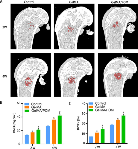 Figure 6 The osteogenesis properties of hydrogel in vivo. (A) 3D reconstructed images showing the effects of different hydrogel on the new bone tissue formation inside the defect site. The bone defect area was circled by red shading. (B) Bone mineral density at 2 and 4 weeks. (n = 3, each group). (C) Bone volume fraction at 2 and 4 weeks. (*And #Indicate p < 0.05 in comparison with Control group and GelMA group, respectively.).