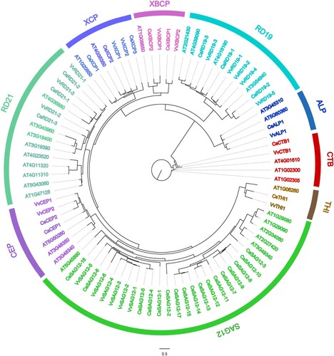 Figure 1. Phylogenetic tree of 87 PLCP members from Arabidopsis thaliana, Citrus sinensis, and Vitis vinifera. Sequence alignment was conducted using MAFFT. The phylogenetic tree was constructed according to the maximum-likelihood (M-L) method using IQ-tree.