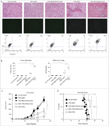 Figure 4. Effective suppression of tumor growth by adoptive transfer of primed TRP2-iPSCs. TRP2-specific iPSC-CD8+ T cells were generated as described in Fig. 3. Three weeks after in vivo differentiation, mice were inoculated s.c. with B16 melanoma cells in the flank region. (A) On day 21 and 22 after tumor challenge, tumor tissues were examined for tumor-reactive T cell infiltration. Necrotic tissue and hypocellularity by HE staining (up panel), immunofluorescent staining (middle panel; TRP2-specific TCRVβ11+ CD8+ T cells in green infiltrated in tumor tissues in black) and by flow cytometry (low panel) (scale bars: 20 μm). Data shown are representative of three identical experiments. (B) Quantitation of tumor necrosis and cell infiltration of CD8+ TCRVβ11+ DP population in tumor tissue. Data represent mean ( ± SD) counts from six individual mice. *p < 0.05; **p < 0.001. (C) Tumor growth. Data represent mean ( ± SD) tumor volume from six individual mice. One-way ANOVA test was used for statistical analyses between two groups (*p < 0.05). (D) Kaplan–Meier survival curves (n = 6). *p < 0.05; **p < 0.001, One-way ANOVA with Newman–Keuls Multiple comparison test.