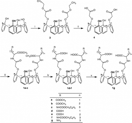 Scheme 1 Synthesis of compounds 1a–g. Reagents: (i) K2CO3, BrCH2COOEt, CH3CN; (ii) 1) NaOH, EtOH; 2) HCl, H2O (iii). R-(CH2)n-CHNH2-COOCH3, DCC, NMM, CH2Cl2; (iv) 1) NaOH, MeOH, H2O; 2) HCl, MeOH, H2O (v) H2, Pd/C, MeOH.
