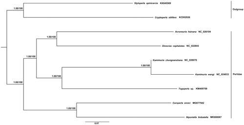 Figure 1. Phylogenetic tree derived from Bayesian inference (BI) and maximum-likelihood (ML) based on 13 protein-coding genes and two Ribosomal RNAs. The GenBank accession numbers are indicated after the scientific name.
