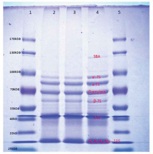 FIGURE 5 Sodium dodecyl sulfate-polyacrylamide gel electrophoresis (SDS–PAGE) of soy protein isolates and soybean powder. (1) Molecular weight standard marker, (2) SPIae, (3) SPIc, and (4) soybean powder. SBA: soybean agglutinin.