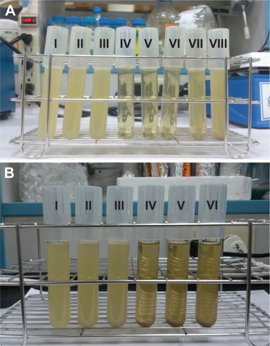 Figure 3 Interference of suspended ceria nanoparticles on turbidity.Notes: The images of the Escherichia coli broths dosed with (I) 0.0, (II) 0.0625, (III) 0.125, (IV) 0.25, (V) 0.375, (VI) 0.50, (VII) 1.0, and (VIII) 2.0 mg/mL Ag-doped CeONP are shown in A while those of the Staphylococcus aureus broths dosed with (I) 0.0, (II) 0.25, (III) 0.5, (IV) 1.0, (V) 1.5, and (VI) 2.0 mg/mL Ag-doped CeONP are shown in B.Abbreviation: CeONP, cerium oxide nanoparticles.