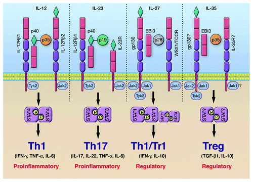 Figure 1. The IL-12 cytokine family and its effects on T-helper differentiation. The family is comprised of IL-12 (p35/p40), IL-23 (p19/p40), IL-27 (IL27p28/Ebi3) and IL-35 (p35/Ebi3), and each member interacts with high-affinity heterodimeric receptors comprising of the pairing between IL-12Rβ1, IL12Rβ2, IL-27Rα (WSX-1) or gp130. They mediate their biological effects through the activation of STAT pathways. The outcome of the response can be proinflammatory or immune suppression depending on the predominant IL-12 family cytokines secreted by dendritic cells during Ag priming.