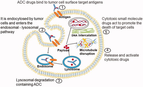 Figure 1. Action mechanism graphic of ADC. ADC consists of three structural sections: antibody, payload, and linker. The monoclonal antibody can be specifically distinguished by the antigen on the cell surface, and ADC gets into the target cell via an endocytosis process. The cellular proteases cleave the linker to release cytotoxic drugs that specifically kill the target cancer cells.