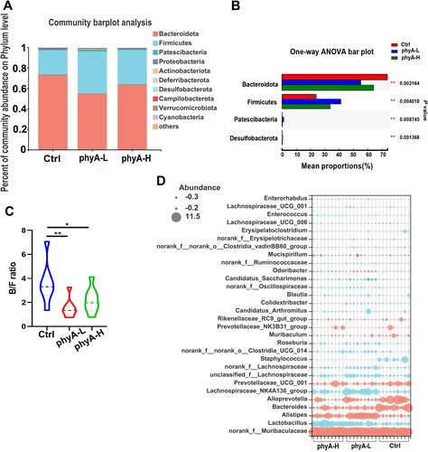 Figure 4. Compositions of the gut microbiome of mice with and without sodium phytate intake. (A) Column diagrams of dominant bacterial phyla. (B) Comparation of the significantly altered phyla. (C) Bacteroidetes/Firmicutes (B/F) ratio. (D) Relative abundance of the most dominant genera. The size of the dots represents the relative abundance of each genus in the sample. The diagrams were generated using R software with stats package. Data are presented as means with SD (n = 9 for each group). (*p < .05, **p < .01). 4-week-old male Kunming mice were orally gavaged with 100 μL saline (Ctrl, Control) or 100 μL saline containing 8 mg (phyA-L, low phyate) or 40 mg of sodium phytate (phyA-H, high phyate) per day for 4 weeks.