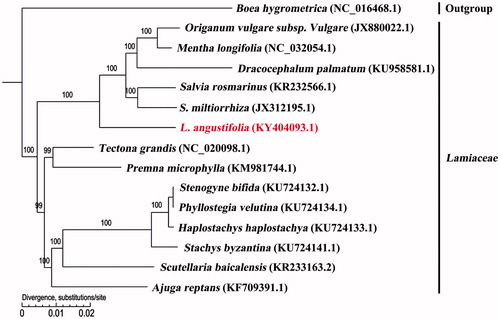 Figure 1. Molecular phylogeny of L. angustifolia and other 13 related species in Lamiaceae rooted by Boea hygrometrica based on plastome sequence data. The complete chloroplast genome is downloaded from NCBI database and the phylogenic tree is constructed by MEGA6 software. The gene’s accession number for tree construction is listed as follows: Boea hygrometrica (NC_016468.1), Origanum vulgare subsp. Vulgare (JX880022.1), Mentha longifolia (NC_032054.1), Dracocephalum palmatum (KU958581.1), Salvia rosmarinus (KR232566.1), S. miltiorrhiza (JX312195.1), L. angustifolia (KY404093.1), Tectona grandis (NC_020098.1), Premna microphylla (KM981744.1), Stenogyne bifida (KU724132.1), Phyllostegia velutina (KU724134.1), Haplostachys haplostachya (KU724133.1), Stachys byzantina (KU724141.1), Scutellaria baicalensis (KR233163.2), and Ajuga reptans (KF709391.1). Lavandula angustifolia is labelled with red bold in the study. Bootstrap values are shown as percentages.