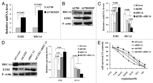 Figure 4. Interaction of EZH2 and BRCA1 in acquired cisplatin-resistant ovarian cancer cells. (A and B) The elevated mRNA (A) and protein (B) expression of EZH2 and BRCA1 were detected by qRT-PCR and western blotting respectively. (C) QRT-PCR shown the mRNA levels of EZH2 and BRCA1 in A2780/DDP cells with shEZH2 and siBRCA1 transfection alone or simultaneously. (D) Left, western blotting shown the protein expression of EZH2 and BRCA1 in cells with shEZH2 and siBRCA1 transfection independently or simultaneously. Right, quantization of western blot. (E) Following cisplatin treatment, MTT assays assessed the survival rates of cells with different expression of EZH2 and BRCA1.