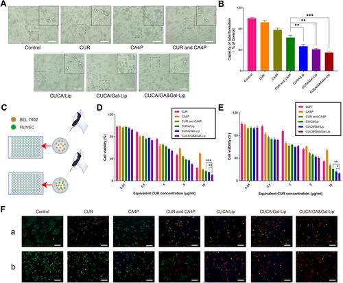 Figure 4 Effects of different Lip on HUVEC tube formation and viability of cells. (A) Typical images of tube formation and (B) HUVEC tube formation were quantified after treatment with various Lip groups. (C) The pattern diagram of BEL7402 cells alone and BEL7402/HUVEC co-cultured cells. Cytotoxicity of various Lip against (D) BEL7402 cells alone and (E) BEL7402/HUVEC co-cultured cells. (F) Typical images of Live/Dead staining of (A) alone BEL7402 cells and (B) co-cultured BEL7402 cells and HUVEC. Data expressed as mean ± SD (n=3). *P < 0.05, **P < 0.01, ***P < 0.001. Scale bar, 500μm.