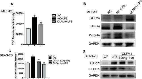 Figure 8 OLFM4 alleviated mitochondrial dysfunction in lung epithelial cells. (A) MLE-12 cells were transfected with OLFM4 plasmids or NC for 24 h before LPS stimulation. ROS production in MLE-12 cells was evaluated using a microplate reader. (B) The expression of HIF-1α and phosphorylated LDHA (p-LDHA) in MLE-12 cells was detected by Western blot. (C) BEAS-2B cells were pre-treated with human recombinant OLFM4 for 30 min before stimulated with LPS. ROS production in BEAS-2B cells was evaluated using a microplate reader. (D) The expression of HIF-1α and phosphorylated LDHA (p-LDHA) in BEAS-2B cells was detected by Western blot. **p < 0.01 versus CT group, ##p < 0.01 versus LPS group.