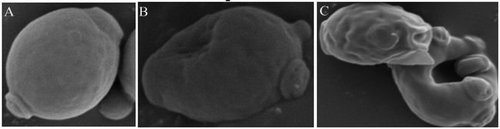 FIGURE 3 SEM image of PEF-treated cells of S. cerevisiae: (a) control; (b) PEF-treated cells (30 kV/cm, 60 μs); (c) PEF-treated cells (35 kV/cm, 90 μs).