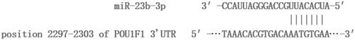 Figure 4. Target relationship between miR-23b-3p and POU1F1.