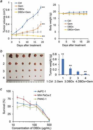 Figure 3. In vivo antitumor activity of DBDx and gemcitabine against AsPC-1 xenografts and cytotoxcity of DBDx to different cell lines. (a) Tumor volume and body weight changes during the experiment. DBDx at 242 mg/kg and gemcitabine at 100 mg/kg were used; (b) At the end of the experiment, mice were sacrificed. Tumors were photographed and tumor weights were measured. **P < .01 vs DBDx. (c) Cytotoxcity of DBDx to different pancreatic cell lines (mean ± SD, n = 3).