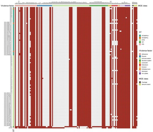 Figure 3. Comparison of virulence factors between ST338, ST59 isolates, MW2 and USA300 strains. Red and white blocks represent the presence and absence of genes, respectively. The horizontal coloured bar represents (from left to right) genes associated with adhesion, serine protease, immune evasion, secretion system, enterotoxin, exfoliative toxin, leukocidin, toxic shock syndrome toxin, exotoxin, and pathogenicity islands.