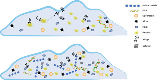 Figure 3 Biofilms capture phages through extracellular polymers.