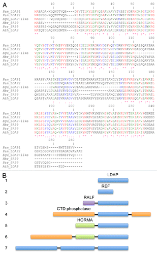 Figure 1. Sequence analysis of LDAP-like proteins. (A) ClustalW alignment of bona fide lipid droplet-associated proteins (LDAPs) from avocado (Pam_LDAP1 and Pam_LDAP2) and Arabidopsis (Ath_LDAP), and biochemically characterized small rubber particle proteins (SRPPs) from rubber tree (Hbr_SRPP) and guayule (Par_SRPP). GenBank accession numbers are KF031141, KF031142, NM_111423, AJ223388, and AAQ11374, respectively. The LDAP-like sequence (M01000058007; available at http://www.biomemb.cnrs.fr/contigs.html) from oil palm (E. guineensis), Egu_LDAP-like was identified by TBLASTN search of its transcriptome dataCitation10 using Ath_LDAP as a query. (B) Cartoon illustrating the various forms and functional domains fused to LDAPs in certain plant species. (1) LDAP domain, which is shared among LDAPs and SRPPs in non-rubber-accumulating and rubber-accumulating plants, respectively (see A for examples). (2) Rubber elongation factor (REF) proteins, which are similar in sequence to the N-terminal portion of LDAPs and SRPPs and have been shown to associate with rubber particles isolated from the rubber tree (Hevea brasiliensis; e.g., GenBank number X56535).Citation14 (3) Two similar genes, at 2 different loci in apple (Malus domestica; Phytozome loci MDP0000557646 and MDP0000608906 [www.phytozome.net]), encoding putative proteins that each have a RALF (Rapid Alkalinization Factor) domain fused at the N terminus of the LDAP domain. RALF domains are peptide hormones involved in various aspects of plant growth and development.Citation16 (4) C-terminal domain (CTD) small phosphatase-like protein 2 sequences fused to both N- and C-terminal sides of an LDAP in Medicago truncatula (Phytozome locus Medtr3g085400). (5) HORMA domain (named after the Hop1p, Rev7p, and MAD2 proteins), typically involved in protein–protein interactions associated with chromatin binding,Citation17 fused to LDAP in flax (Linum usitatissimum; Phytozome locus Lus10015786.g). (6) CTD small phosphatase-like protein 2 sequence and a HORMA domain fused to LDAP in both flax (Phytozome locus Lus10037019.g) and strawberry (Fragaria vesca; GenBank number XP_004310215). (7) Three LDAP domains fused together in a single gene in cotton (Gossypium raimondii; Phytozome locus Gorai.007G341500). Notably, we could amplify cDNA fragments corresponding to this latter gene, including one that spanned portions of all 3 LDAP domains (data not shown), confirming it is an authentic fusion.