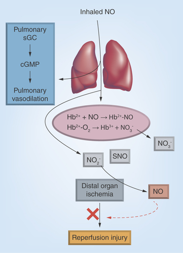 Figure 1.  Inhaled nitric oxide therapy.Inhaled nitric oxide (iNO) dilates the pulmonary vasculature by binding to and activating soluble guanylate cyclasae. Any iNO that enters the circulation rapidly reacts with erythrocytic oxyhemoglobin or deoxyhemoglobin forming nitrate and nitrosylhemoglobin, respectively. However, also produced is nitrite and in experimental models, S-nitrosothiols also, but the mechanisms of iNO oxidation to these remains unclear. Nitrite circulates and is reduced back to NO in ischemic tissues by oxygen-sensitive mechanisms, which protects against inflammatory injury. In this paradigm, nitrite-dependent NO formation is targeted to the extrapulmonary tissues under stress.