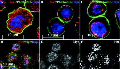 Figure 2 Localization of innexin 1, 2, and 3 within Drosophila SL2 cells. (A–C) Triple staining of SL2 cells using anti innexin 1, 2, and 3 (red), Phalloidin as actin marker (green), and Dapi as nuclear marker (blue). Innexin proteins are predominantly found in the cytoplasm of the SL2 cells. (D–F) Triple staining of innexin2-Myc cells displaying innexin2-Myc (green), PDI (red), an endoplasmic reticulum marker, and nuclear staining with Dapi (blue). (D) Most of innexin2-Myc is colocalized with the ER.