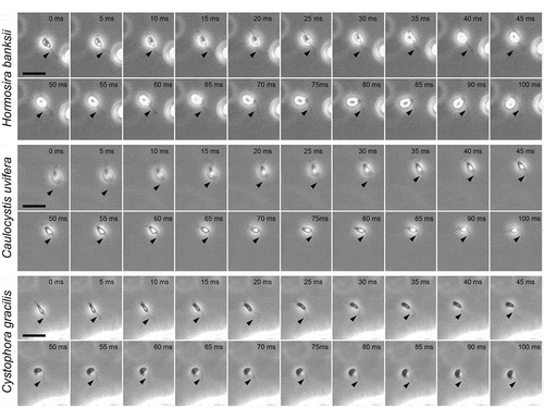 Fig 6. Chemotactic turns of sperm in Hormosira banksii, Caulocystis uvifera and Cystophora gracilis. Arrowheads indicate the position of PF. Scale bars: 10 µm