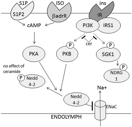 Figure 5. Schematic drawing of the effects of insulin on sodium transport in HEI-OC1 auditory cells. Insulin induces phosphorylation of Nedd4-2 via PKB signaling and increases the amount of ENaC at the plasma membrane. Ceramides prevent insulin-induced phosphorylation of PKB and NDRG1, but not phosphorylation of Nedd4-2. The ceramide metabolite sphingosine 1-phosphate induces phosphorylation of Nedd4-2 in a PKA-dependent manner which is also the case for isoprenaline and could explain the maintained phosphorylation of Nedd4-2 in the presence of ceramides. βadrR: βadrenergic receptor; iso: isoprenaline.