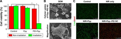 Figure 5 (A) Quantitative results of MTT cell viability with different treatments, comparison of control and PEI-Ppy. (B) The group of Ppy–PEI NCs attached onto cell membranes morphologically imaged by SEM. (C) The cell viability was qualitatively tested with a Live/Dead method.Note: *Statistically significant, P < 0.05.Abbreviations: NC, nanocomplex; NIR, near-infrared; PEI, polyethylenimine; Ppy, polypyrrole; SEM, scanning electron microscopy.