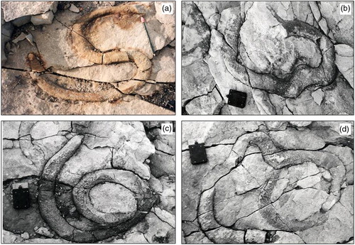 Fig. 7  Field photographs of Ophiomorpha cf. irregulaire parallel to a bedding plane 60 cm below the top of unit C, Basilikaelva section. (a) Single sinuous tunnel with upwards-bent base of constricted subvertical shaft at the left hand end. (b, c, d) Coiled and somewhat irregularly bending tunnels showing an uneven, low bumpy surface and dark lining at the contact between the tunnel and surrounding sediment.