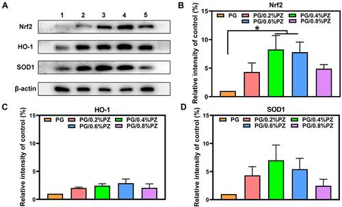 Figure 7 (A) Representative Western blotting images of HO-1/Nrf2/SOD1in different groups (1 - PG, 2 - PG/0.2%PZ, 3 - PG/0.4%PZ, 4 - PG/0.6%PZ, 5 - PG/0.8%PZ); quantitative statistics of Nrf2/β-actin (B), HO-1/β-actin (C), and SOD1/β-actin (D), respectively. Error bars represent mean ± SD, *p < 0.05.