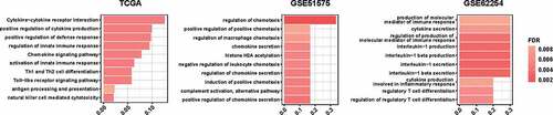 Figure 3. Pathway enrich analysis for pathways upregulated in PD-L1high EBVaGC in TCGA, GSE51575, and GSE62254 datasets