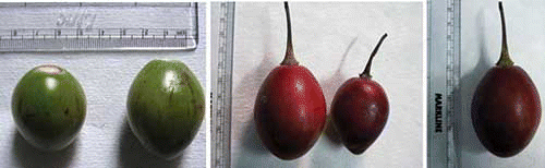 Figure 2 Different stages of maturity of Purple-Red variety of C. betacea fruit. (Color figure available online.)