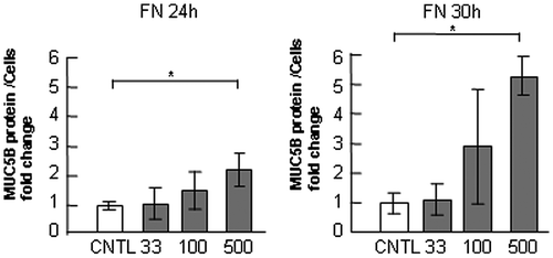 Fig. 4. Evaluation of MUC5B protein in NCI-H292 cells on fibronectin.Notes: NCI-H292 cells (2 × 104 cells/well) were cultured in 96-well plates precoated with PBS (CNTL), or with 33, 100, 500 μg/mL of fibronectin (FN). The cells were cultured for 24 or 30 h and their culture media were sampled. The samples were analyzed using the mucin protein assay to detect the levels of MUC5B protein in culture media. Fold changes were based on CNTL level of MUC5B in culture media (mean ± SD, n = 5, one-way ANOVA). The representative results of three independent experiments are shown.