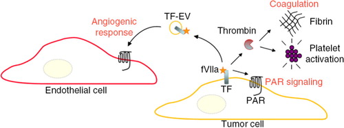 Fig. 6.  TF-dependent coagulation activation is of relevance for metastasis, tumour growth, and angiogenesis through several distinct mechanisms, including the activation of thrombin further resulting in the generation of a fibrin network, and platelet activation. These end stages of coagulation can contribute to tumour progression and metastasis by, for example, protection of circulating cancer cells from immune cell attack. In addition, TF and associated coagulation proteases up-stream of thrombin can cleave and activate protease-activated receptors (PARs) to induce pro-migratory and survival signalling in cancer cells. Endothelial cells, however, are normally devoid in TF. At hypoxic conditions, cancer cells may release TF/FVIIa-bearing EVs that in a paracrine manner trigger an angiogenic response through activation of PAR-2 in endothelial cells. Further, it may be hypothesized that systemic release of TF-EVs from hypoxic tumour regions contributes to the hypercoagulable state of cancer patients.