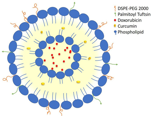 Figure 1 The schematic representation of the assembly of tuftsin-bearing liposomes encapsulated with DOX and CUR.
