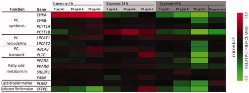 Figure 5. Dose- and time-dependent gene expression changes in A549 cells exposed to SiO2-SPIONs. The color green indicates suppressed mRNA transcript levels and the color red elevated mRNA levels relative to untreated control cells. Relative expression values were calculated using the results of at least two independent experiments performed in duplicate. Data for the heatmap can be found in Table S2. Abbreviations: CHKA, CHKB: choline kinase ɑ and β; PCYT1A, PCYT1B: CTP: phosphocholine cytidylyltransferase ɑ and β; LPCAT1, LPCAT2: lysophosphatidylcholine acyltransferase 1 and 2; ABCA3: ATP-binding cassette transporter 3; PLTP: phospholipid transfer protein; PPARA, PPARG: peroxisome proliferator-activated receptor ɑ and γ; SREBF1: sterol regulatory element binding transcription factor 1; FASN: fatty acid synthase; PLIN2: perilipin2; SFTPC: surfactant protein C