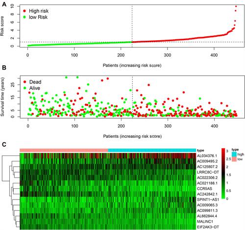 Figure 2 Construction of immune‐related lncRNAs correlated with melanoma prognosis. The distribution of the risk score (A), overall survival status (B) and heatmap (C) of the fourteen immune-related lncRNAs in melanoma patients. The black dotted lines represent the median risk score cutoff value dividing patients into low- and high-risk groups. The red dots and lines represent patients in the high-risk group. The green dots and lines represent patients in the low-risk group.