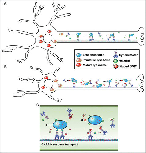 Figure 1. Mutant HsSOD1G93A and SNAPIN play opposite roles in the dynein-driven retrograde transport of late endosomes and lysosome maturation. (A) SNAPIN acts as an adaptor recruiting dynein motors to late endosomes via binding to DNAI, thus coordinating dynein-driven retrograde transport toward the soma and endolysosomal trafficking and lysosomal maturation. This mechanism enables neurons to maintain efficient autophagy-lysosomal degradation capacity. (B) In mutant HsSOD1G93A motor neurons, the SNAPIN-dynein coupling is blocked by HsSODG93A-DNAI interaction, thereby reducing dynein recruitment to late endosomes for driving retrograde transport toward the soma, and impairing lysosome maturation. These phenotypes are readily detectable at early asymptomatic stages of HsSOD1G93A mice. (C) Elevated SNAPIN expression reverses the mutant phenotype by competing with mutant HsSOD1G93A for binding dynein DNAI. By competitively binding to dynein, mutant HsSOD1G93A and SNAPIN play opposite roles in the dynein-driven retrograde transport of late endosomes, and thus autophagy-lysosome function.