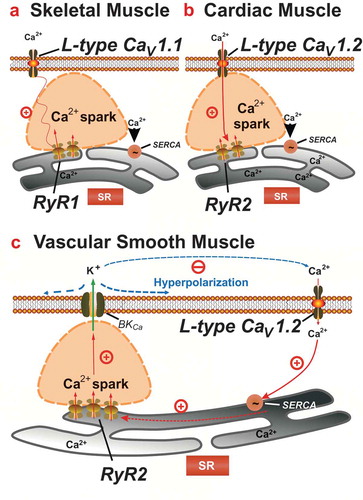 Figure 2. Control of calcium sparks by voltage-dependent calcium channels. (A) Ca2+ entry from extracellular space is not required for calcium release in skeletal muscle. Charge movement within L-type channel Cav1.1 activates RyR1 channel via a direct physical interaction. Ca2+ efflux from SR through the opened RyR1 channel activates nearby RyR (RyR1 and RyR3) channels via calcium-induced calcium release (CICR). (B) In cardiomyocytes Cav1.2 mediates influx of extracellular Ca2+ into cytosol. Ca2+ then binds to and activates RyR2 channels via CICR. (C) Triggering of Ca2+ sparks is not controlled by rapid, direct cross-talk between Cav1.2 channels and RyR2 in arterial smooth muscle in contrast to cardiac and skeletal muscle cells. Instead, Cav1.2 channels contribute to global cytosolic [Ca2+], which in turn influences luminal SR calcium and thus calcium sparks. SERCA: sarco/endoplasmic reticulum calcium ATPase, BK: big conductance calcium-activated K+ channel. Modified from [Citation29].