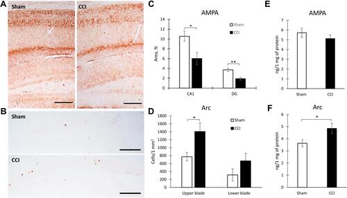 Figure 3 Hippocampal protein expression in Sham and CCI mice. Representative images of AMPARs (A) and Arc protein (B) immunohistochemical staining, Scale bar: 250 microns. (C) The percentage of area covered by AMPARs-positive staining within the hippocampal CA1 (*p=0.0185) and DG areas (**p=0.0006) of Sham-operated and CCI mice, %, n=10 (number of animals). (D) The percentage of area covered by Arc-positive staining within the hippocampal DG (*p=0.0316) of Sham-operated and CCI mice, %, n=10 (number of animals). (E) The hippocampal AMPARs expression, n=15 (number of analyzed samples), p=0.067. (F) The hippocampal Arc expression, n=15 (number of analyzed samples), *p=0.04.