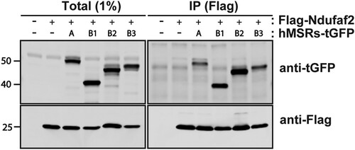 Figure 5. All 4 human MSR interact with Ndufaf2. FLAG-tagged Ndufaf2 and tGFP-tagged MSRA or MSRBs were overexpressed in HEK293 cells. Lysed cells were immunoprecipitated with anti-FLAG antibody and probed for Nduafa2 with anti-tGFP antibody.