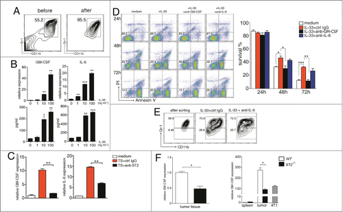 Figure 3. IL-33 reduces the apoptosis of MDSC in GM-CSF-autocrine dependent manner. (A) Representative plots showing the MDSCs sorted from the spleen of 4T1-bearing mice 2~3 weeks after tumor cell inoculation. (B) MDSCs were treated with different doses of IL-33 for 24 h. The mRNA levels of GM-CSF and IL-6 were determined by qPCR (upper), the expression levels of untreated MDSCs were set as one. Protein levels were determined by ELISA (lower). (C) MDSCs were cultured in medium containing 40% (v/v) tumor supernatant in the presence of control IgG or anti-ST2 (40 μg/mL) for 24 h, mRNA levels of GM-CSF and IL-6 were evaluated by qPCR. (D) MDSCs were treated with IL-33 (50 ng/mL) in the presence of anti-GM-CSF (10 μg/mL) or anti-IL-6 (10 μg/mL) for 24, 48 and 72 h, then stained with annexin V and PI for analysis of apoptosis by flow cytometry. (E) Isolated MDSCs were cultured with IL-33 for 6 d, in the presence of anti-IL-6 or control IgG. Cells were stained with anti-CD11b and anti-Gr-1 antibodies, and the expression of Gr-1 on CD11b-gated cells was analyzed by flow cytometry. (F) GM-CSF mRNA levels in tumor tissues (left) and isolated MDSCs (right) of WT and ST2−/− mice were evaluated by qPCR. Data are mean ± SEM and are representative of at least three independent experiments. *, p < 0.05; **, p < 0.01; ***, p < 0.001.