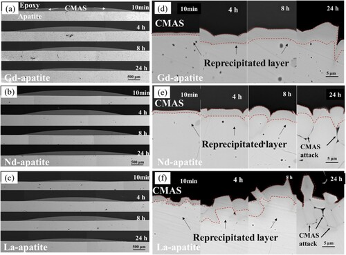 Figure 11. BSE images of cross-section of RE apatite pellets interacted with CMAS at 1300°C from 10 min to 24 h. (a–c) low magnification images, illustrating an overview of three rare-earth apatite silicates interacted with CMAS and (d–f) corresponding high-magnification images from the center region of the interaction zone. Reproduced with permission from Reference [Citation72], © Elsevier Ltd. 2020.