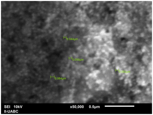 Figure 3. SEM image of silver nanoparticles from P. glandulosa.