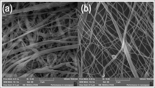 Figure 2. Morphology of structured electrospun fibers (St). (a) Thick dense parts of fibrous mesh show compacted fibers with small pores. Dense parts are formed on the conductive elements of the collector. (b) Thin part of fibrous mesh with loose fiber packing and large pores. The loose parts are formed in the non-conductive region of the collector.