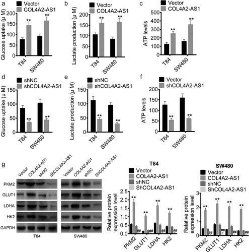 Figure 4. Down-regulation of COL4A2-AS1 expression inhibited aerobic glycolysis. (a–c): Overexpressed COL4A2-AS1 promoted lactate production, glucose uptake and intracellular ATP content of T84 and SW480 cells. (d–f): Downregulated expression of COL4A2-AS1 inhibited lactate production, glucose uptake and intracellular ATP content of T84 and SW480 cells. (g): Overexpressed COL4A2-AS1 decreased the protein expressions of PKM2, GLUT1, LDGA and HK2 of T84 and SW480 cells, while downregulation of COL4A2-AS1 produced opposite effects. **P < 0.01, ##P < 0.01