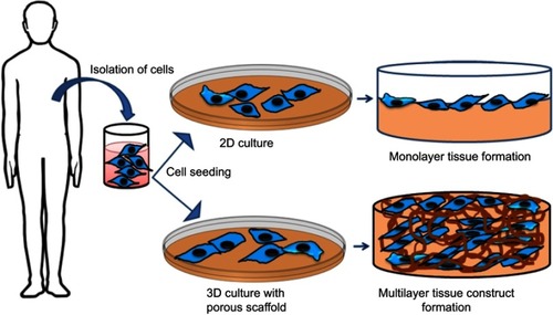 Figure 2 Schematic representation of the 2D and 3D scaffolds.