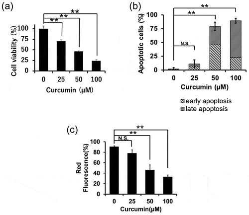 Figure 1. Curcumin inhibits proliferation and induces apoptosis in A549 cells. (a) The viability of A549 cells treated with curcumin for 48 h was analyzed by the MTT assay. The value is represented as the percentage of cell viability without curcumin treatment, which was set at 100%. (b) Apoptotic cell death was measured by flow cytometry analysis with fluorescein-isothiocyanate-conjugated Annexin V/propidium iodide staining at 48 h to observe curcumin-induced apoptosis in A549 cells. Early and/or late apoptotic cells are represented by quantitative analysis. Columns show the mean values of three experiments (mean of total apoptotic cells ± standard deviation [SD]). P<0.01. (c) A549 cells were treated for 48 h with various concentrations of curcumin and subjected to JC-1 staining to study changes in the mitochondrial membrane potential. The percentages indicate the fluorescence intensity of JC-1 measured with FACSCalibur. The data represent mean values of three separate experiments. Results are shown as means ± SD, **P<0.01 (by Student’s t-test)
