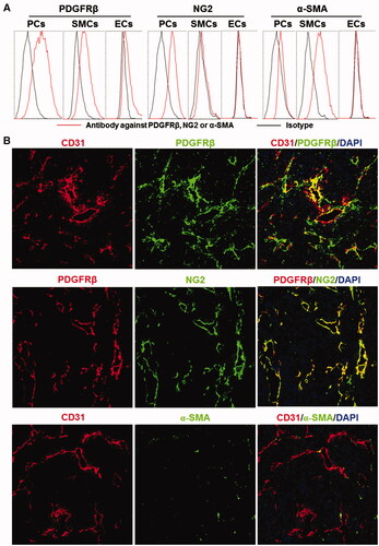Figure 1. Expression of surface markers on mural cells. (A) Expression of PDGFRβ, NG2, and α-SMA in pericytes (PCs), smooth muscle cells (SMCs), and endothelial cells (ECs). (B) Co-localization of PDGFRβ, NG2, or α-SMA with CD31 in tumor tissues derived from LS174T tumor grafts. The nuclei were visualized by DAPI staining. Original magnification 200×.