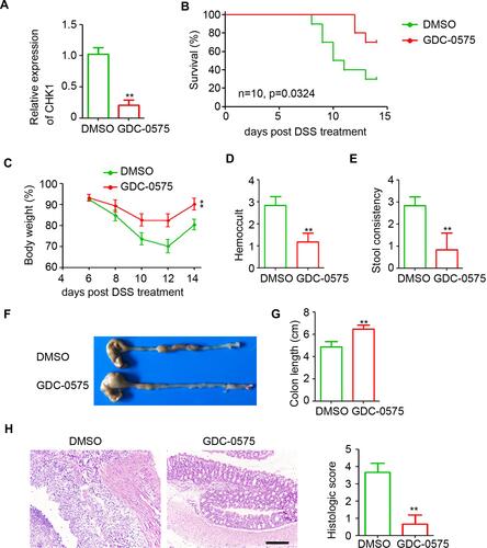Figure 2 GDC-0575 impairs the development of colitis in mice. (A) qPCR analysis of CHK1 expression in colons of colitis mice treated with DMSO or GDC-0575 (n=3, **p<0.01). (B) The survival analysis of colitis mice treated with DMSO or GDC-0575 (n=10, Log-rank (Mantel-Cox) test). (C) The body weight analysis of colitis mice treated with DMSO or GDC-0575 (n=5, **p<0.01). (D) Hemoccult analysis of colitis mice treated with DMSO or GDC-0575 (n=5, **p<0.01). (E) Stool consistency analysis of colitis mice treated with DMSO or GDC-0575 (n=5, **p<0.01). (F) Image of colons of colitis mice treated with DMSO or GDC-0575. (G) Colon length of colitis mice treated with DMSO or GDC-0575 (n=5, **p<0.01). (H) H&E staining of colons from colons from colitis mice treated with DMSO or GDC-0575. The histologic score was analyzed (n=5, **p<0.01; Scale bar = 200 μm).